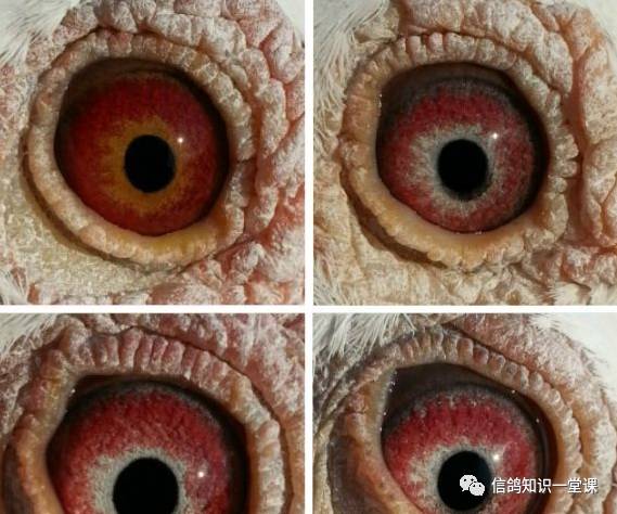 赛鸽什么眼配什么眼好,如何从鸽眼挑选好种鸽