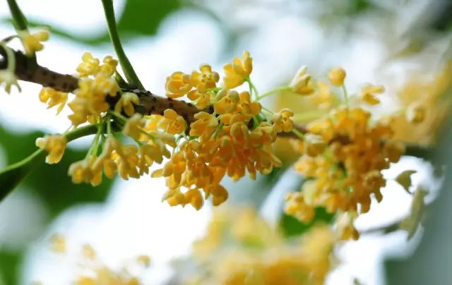 看看有关秋分的诗词,秋分的好文好诗