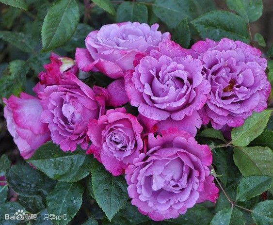 蓝紫色的爬藤月季有哪些品种,天狼蓝紫色月季哪款最优秀