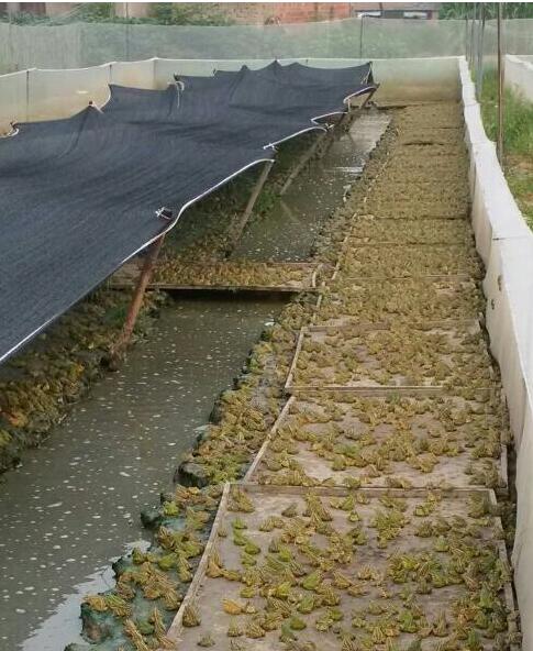 2024黑斑青蛙养殖行情,养殖斑纹青蛙