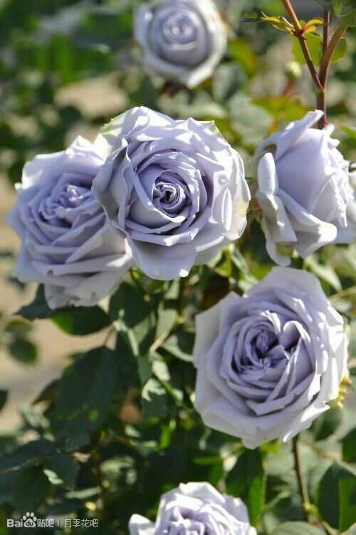 蓝紫色的爬藤月季有哪些品种,天狼蓝紫色月季哪款最优秀