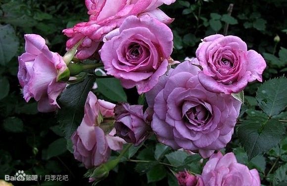 蓝紫色的爬藤月季有哪些品种,天狼蓝紫色月季哪款最优秀