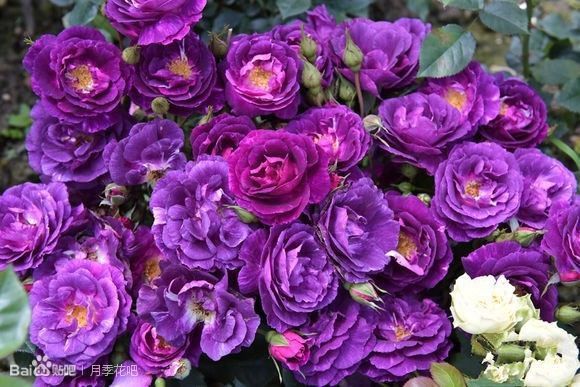 蓝紫色的爬藤月季有哪些品种,天狼蓝紫色月季哪款最优秀