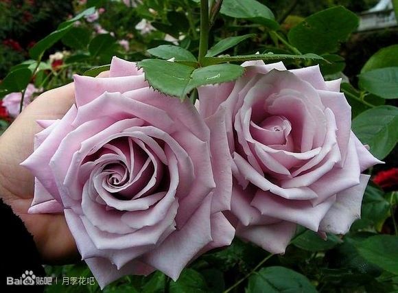 蓝紫色的爬藤月季有哪些品种,天狼蓝紫色月季哪款最优秀