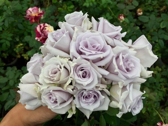 蓝紫色的爬藤月季有哪些品种,天狼蓝紫色月季哪款最优秀