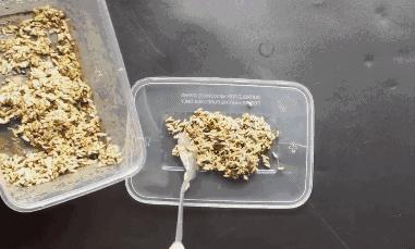 农村老鼠太多教你一招灭鼠的绝招,如何自制灭鼠最佳方法