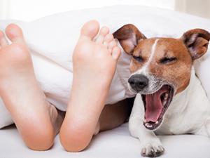 关于狂犬病你要知道的事,死亡率几乎100%的狂犬病如何应对