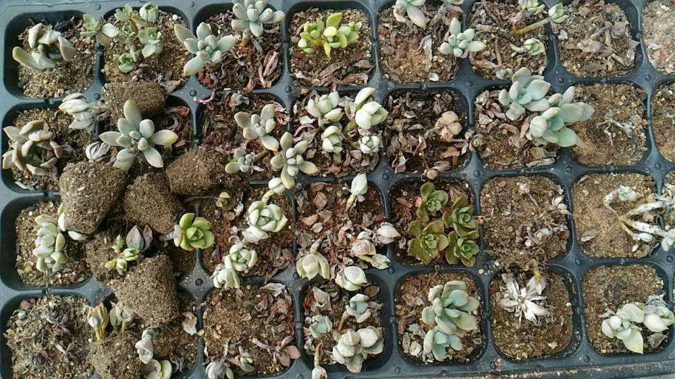 经历了天灾*祸人**的多肉，居然能靠这招拯救？