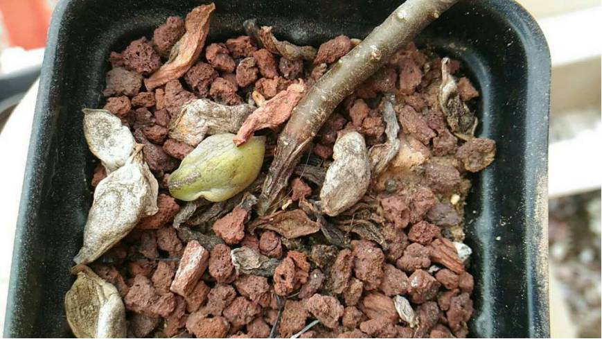 经历了天灾*祸人**的多肉，居然能靠这招拯救？