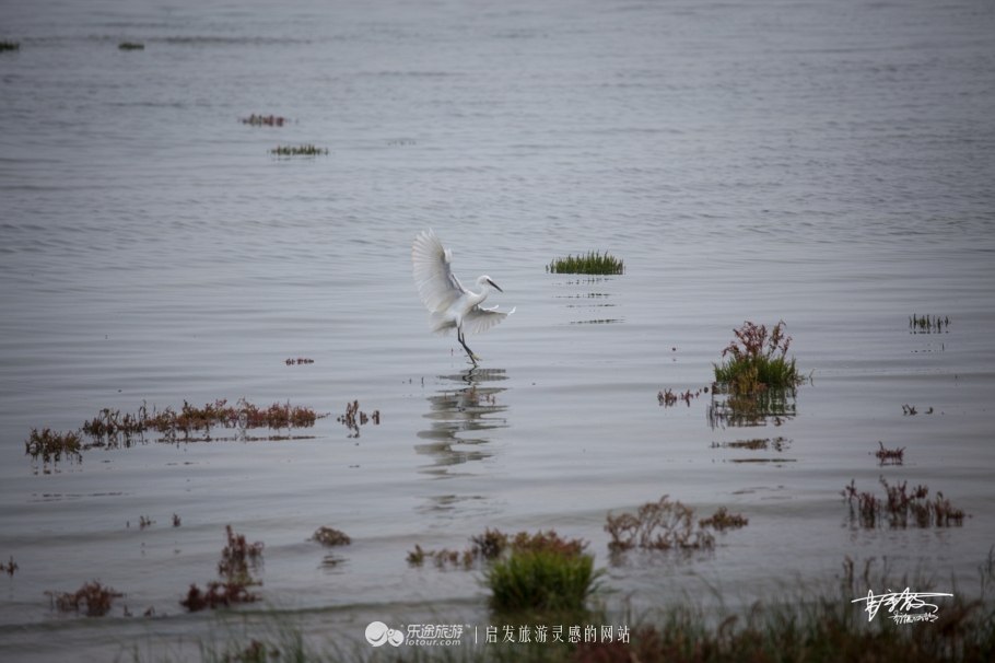 湿地观鸟自然体验,观鸟是一种宁静的心境