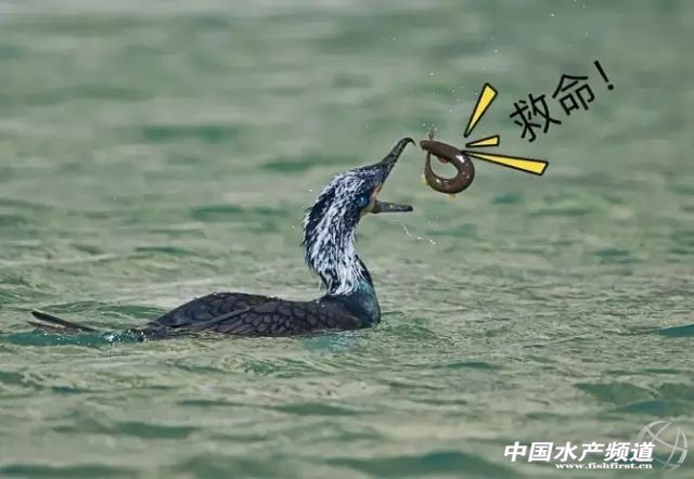 杭州萧山55岁大叔8万元泥鳅苗预计有66万收入！