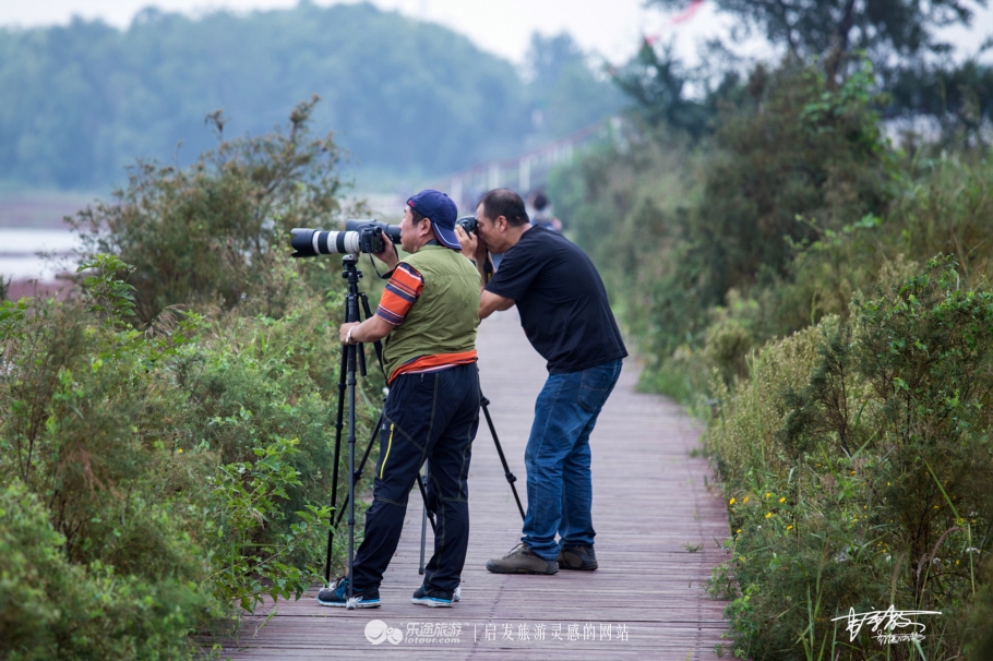 湿地观鸟自然体验,观鸟是一种宁静的心境