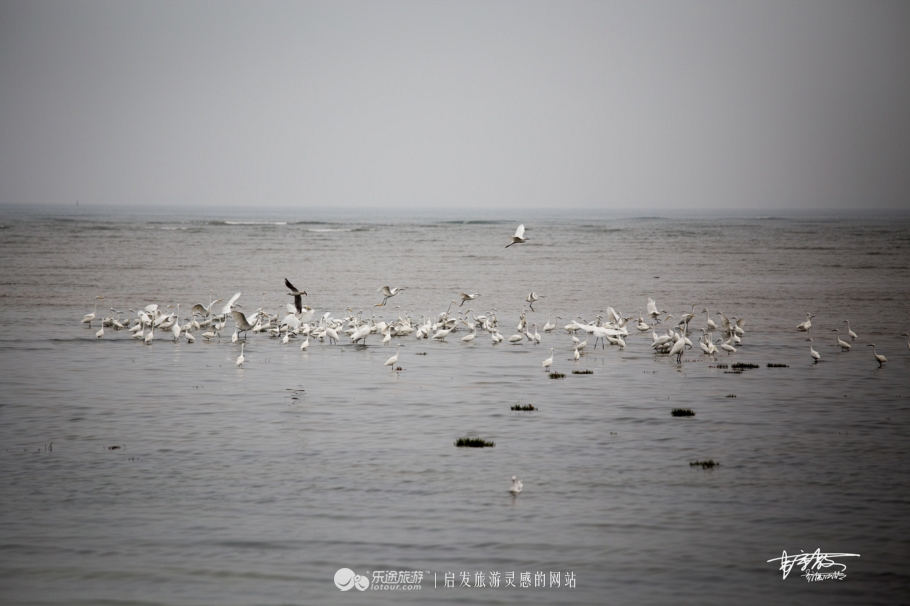 湿地观鸟自然体验,观鸟是一种宁静的心境