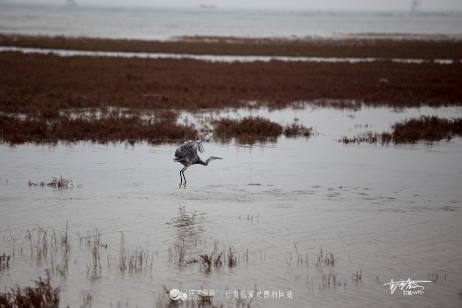 湿地观鸟自然体验,观鸟是一种宁静的心境