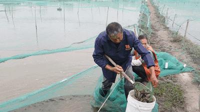 杭州萧山55岁大叔8万元泥鳅苗预计有66万收入！