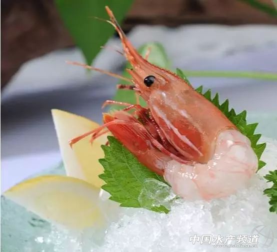 虾类有几千种，你又认识几种？