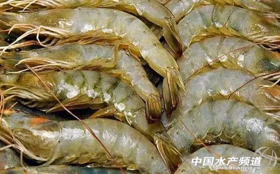 虾类有几千种，你又认识几种？