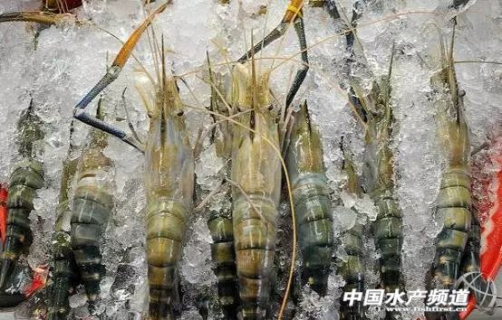 虾类有几千种，你又认识几种？