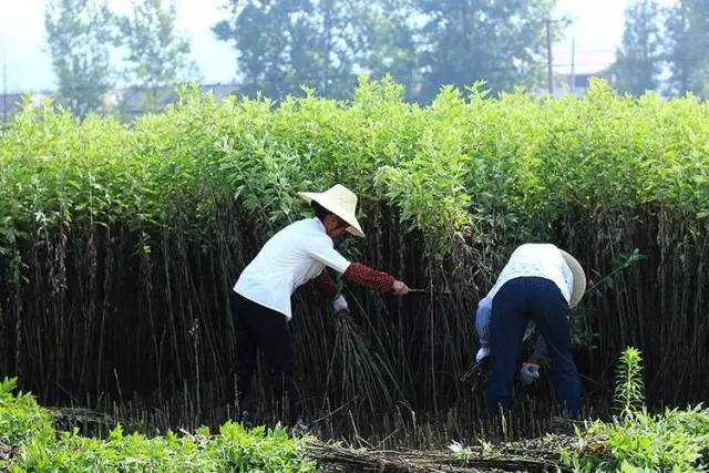 「杏林微科普」您的“尊臀”还好吗？