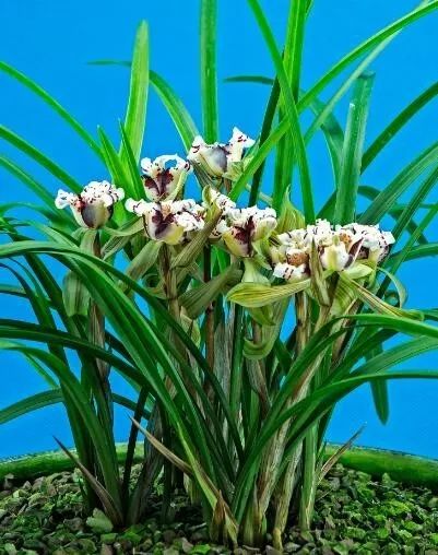 毕节四大名品兰花,毕节最好的兰花是哪一种