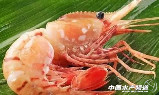 虾类有几千种，你又认识几种？