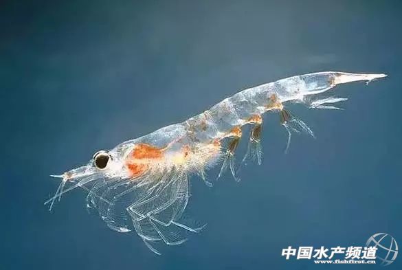 虾类有几千种，你又认识几种？