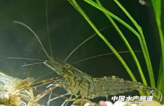 虾类有几千种，你又认识几种？