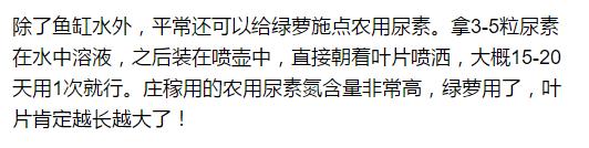 铜钱草和绿萝能一起在鱼缸养吗,绿萝和铜钱草好养活吗图片