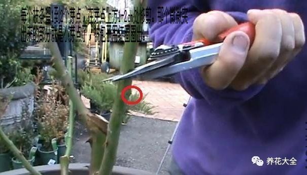 铜钱草和绿萝能一起在鱼缸养吗,绿萝和铜钱草好养活吗图片