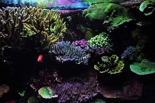 水管工人的美缸，美出新高度！