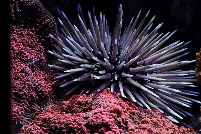 水管工人的美缸，美出新高度！