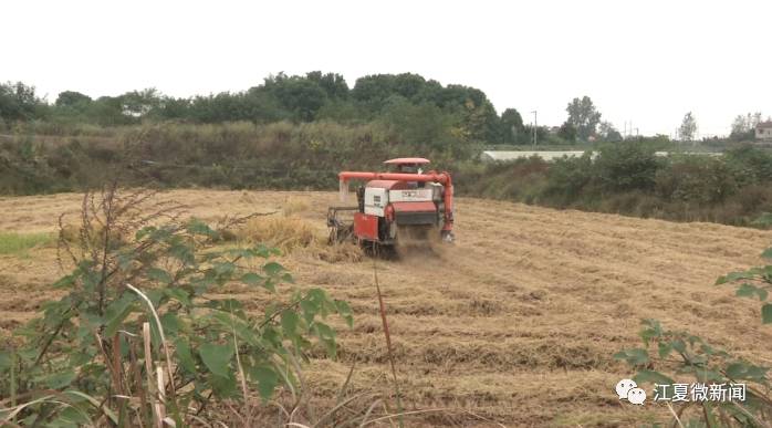 江夏新闻2017年8月,江夏新闻要闻回忆