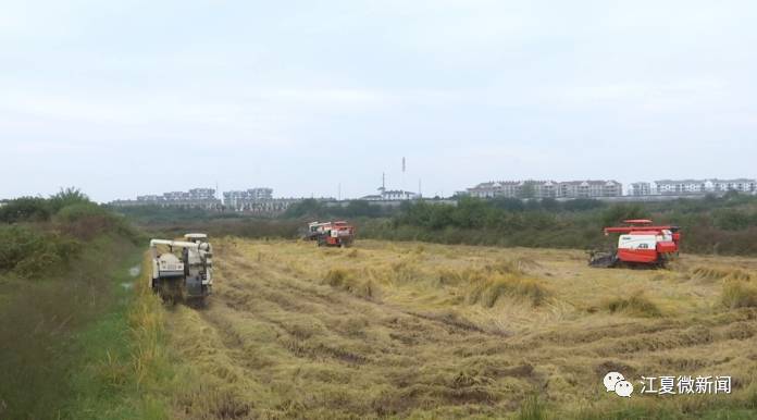 江夏新闻2017年8月,江夏新闻要闻回忆