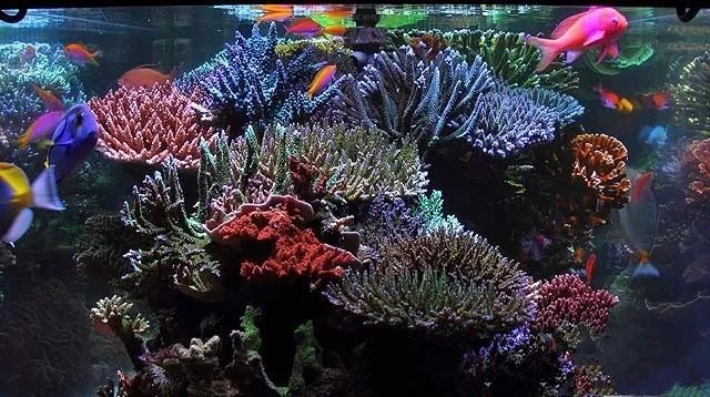 水管工人的美缸，美出新高度！