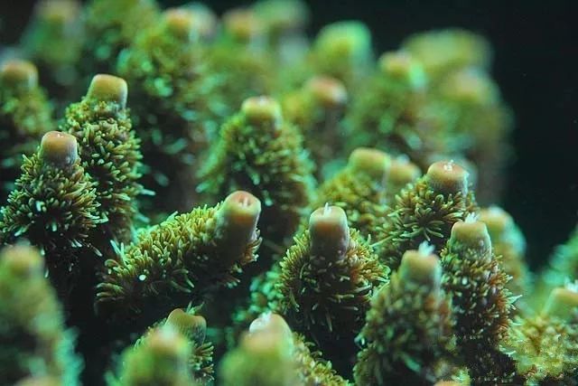 水管工人的美缸，美出新高度！