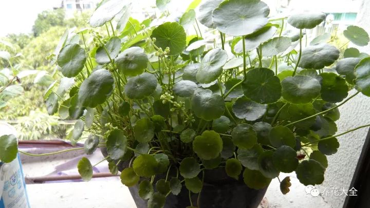 铜钱草和绿萝能一起在鱼缸养吗,绿萝和铜钱草好养活吗图片