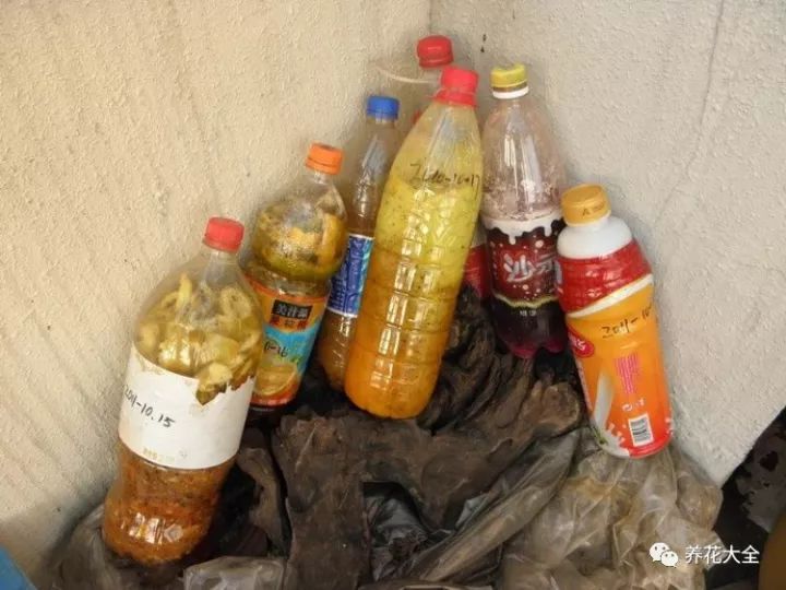 铜钱草和绿萝能一起在鱼缸养吗,绿萝和铜钱草好养活吗图片