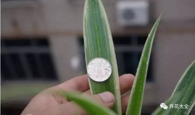 铜钱草和绿萝能一起在鱼缸养吗,绿萝和铜钱草好养活吗图片