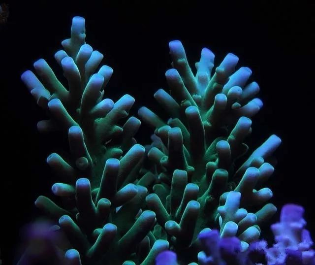 水管工人的美缸，美出新高度！