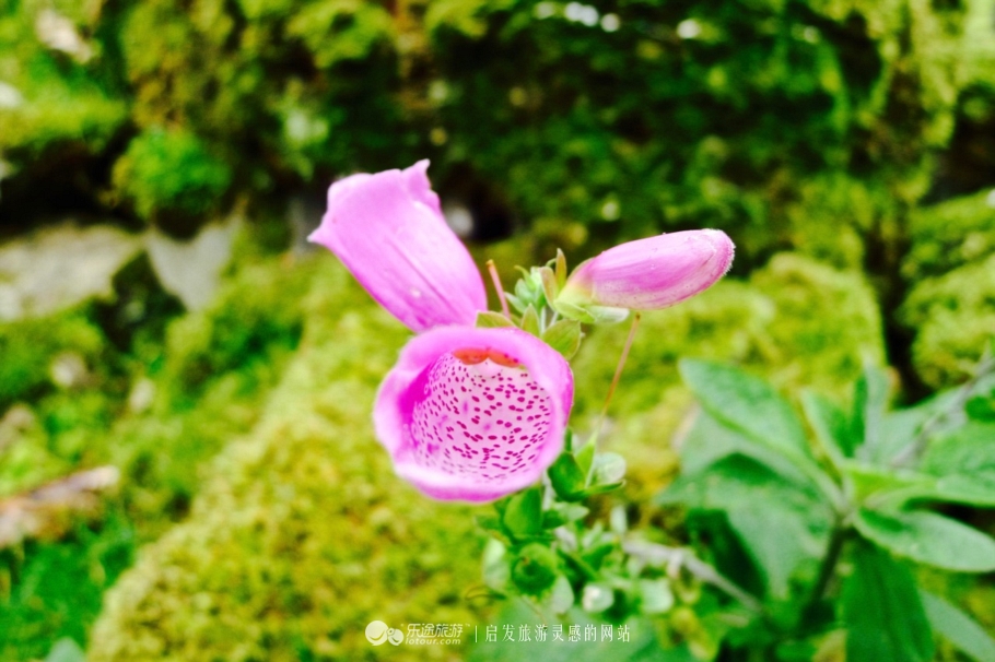 天空岛四个岩柱,天空岛秘境解密