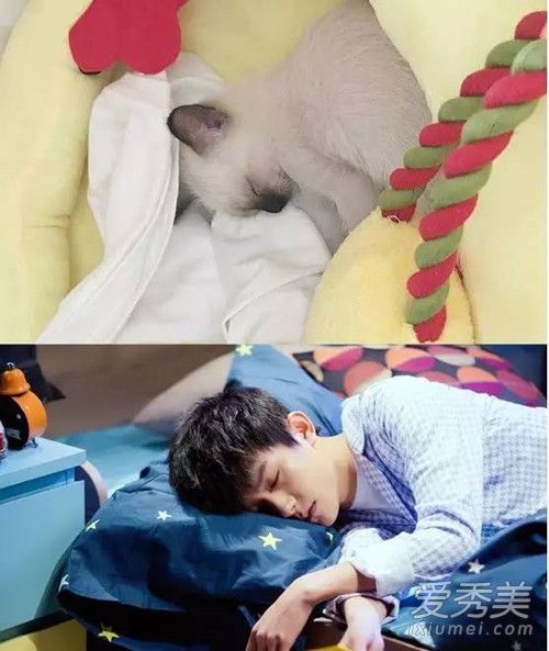 易烊千玺养的猫是什么猫,易烊千玺养的猫