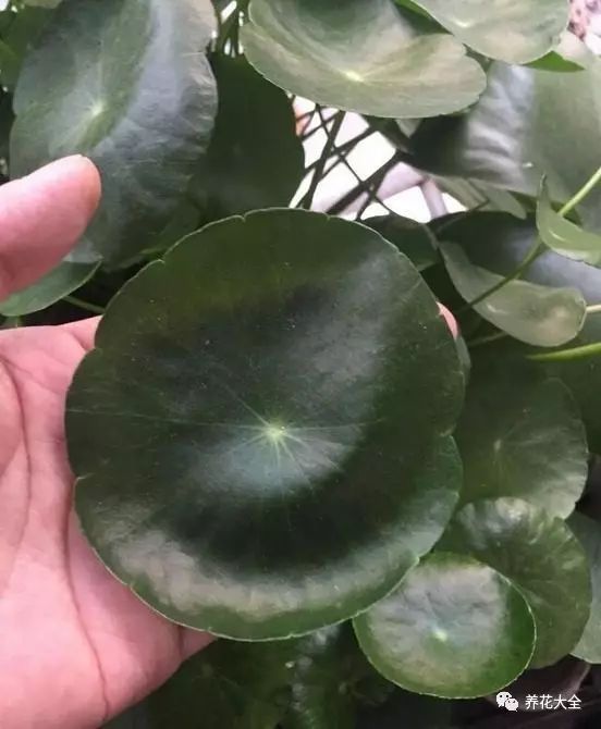 铜钱草和绿萝能一起在鱼缸养吗,绿萝和铜钱草好养活吗图片