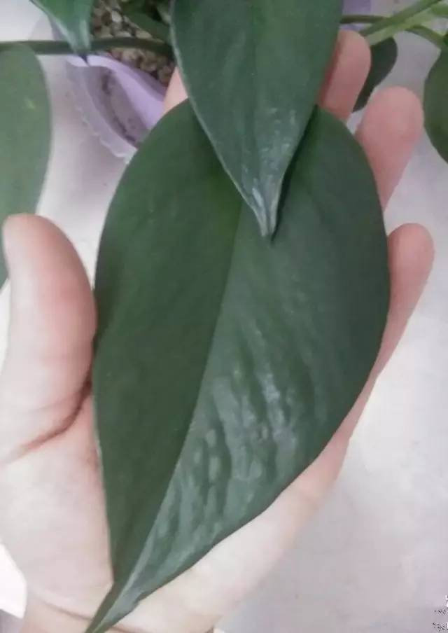 铜钱草和绿萝能一起在鱼缸养吗,绿萝和铜钱草好养活吗图片