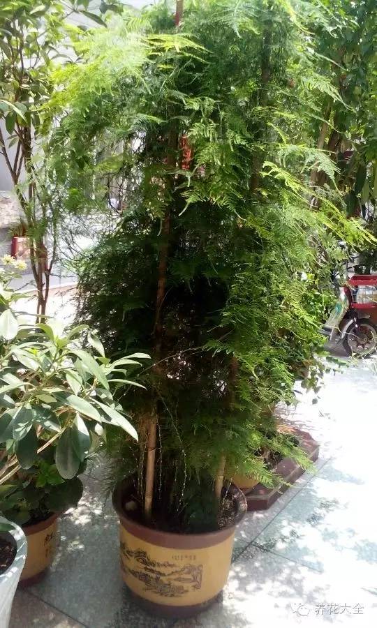 铜钱草和绿萝能一起在鱼缸养吗,绿萝和铜钱草好养活吗图片