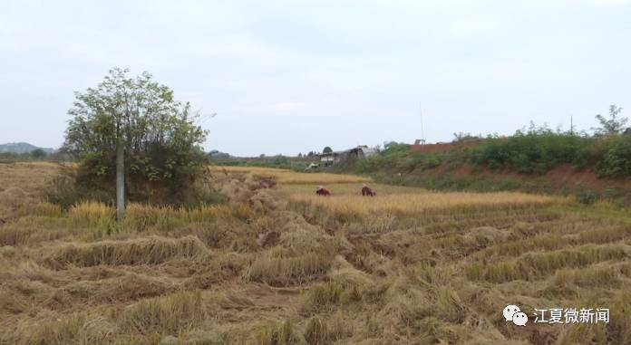江夏新闻2017年8月,江夏新闻要闻回忆