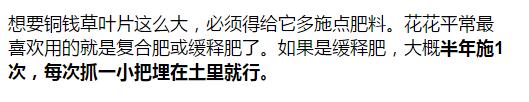 铜钱草和绿萝能一起在鱼缸养吗,绿萝和铜钱草好养活吗图片