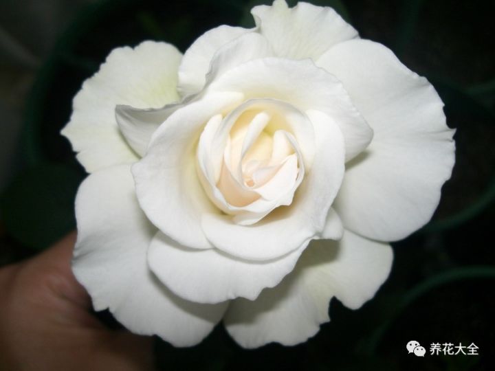 铜钱草和绿萝能一起在鱼缸养吗,绿萝和铜钱草好养活吗图片