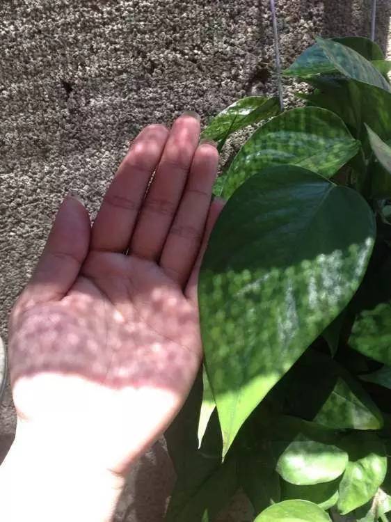 铜钱草和绿萝能一起在鱼缸养吗,绿萝和铜钱草好养活吗图片