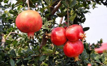 又是一年中秋月恰逢团圆好时节,又是一年中秋团圆时