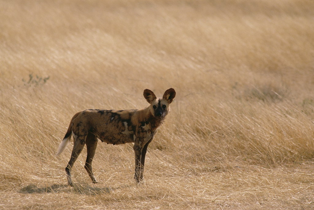 女子被狗咬伤后4针狂犬疫苗,被狗咬伤是否要打5针狂犬疫苗